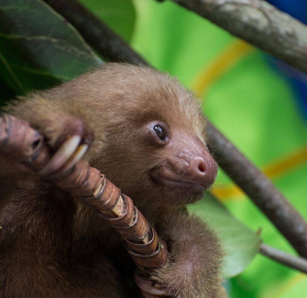 baby sloth 2021 09 01 00 38 17 utc