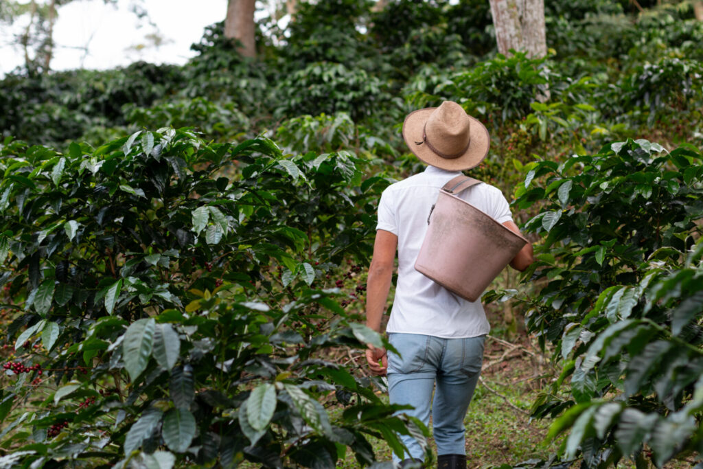 coffee farmer walking through the coffee plantatio 2022 08 11 16 53 38 utc