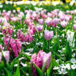 flower gardens in the netherlands 2021 08 27 09 32 28 utc
