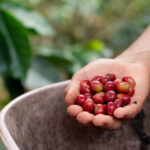 handful of red coffee beans red coffee harvest f 2022 07 21 23 52 44 utc