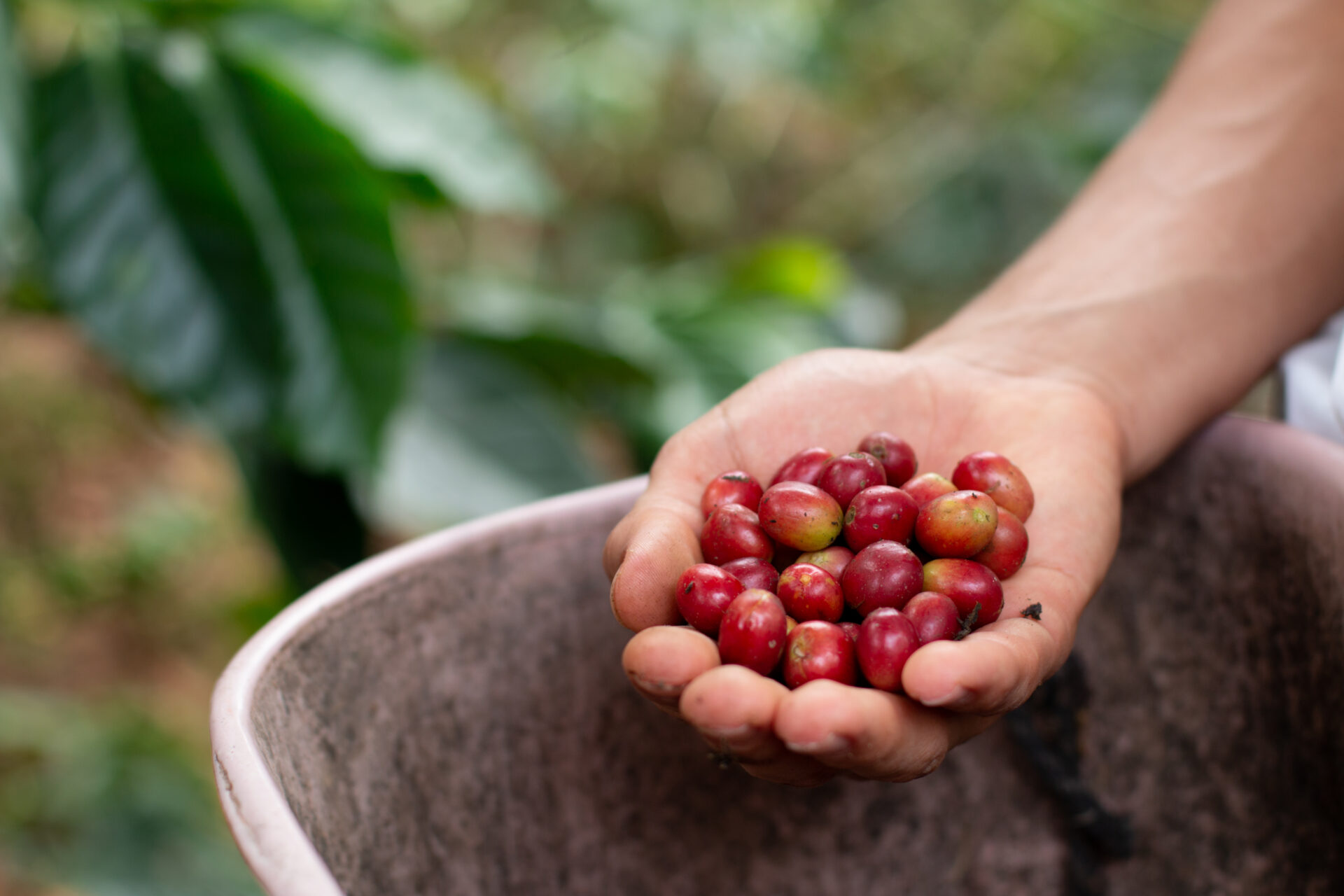handful of red coffee beans red coffee harvest f 2022 07 21 23 52 44 utc