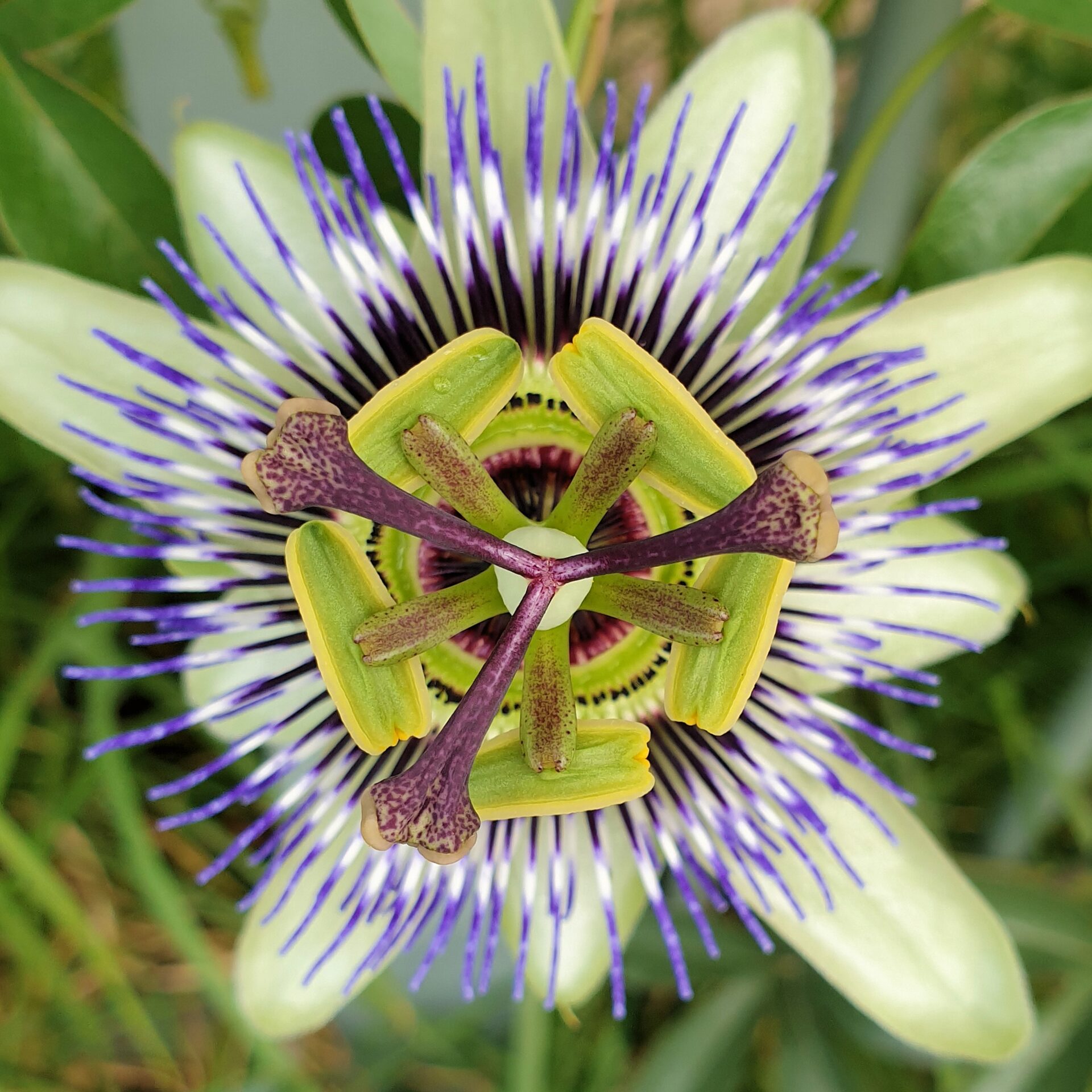 passion fruit flower growing on vine 2022 08 01 01 48 37 utc