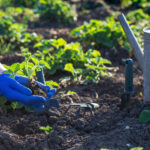 planting strawberries in the garden 2021 12 13 14 56 18 utc