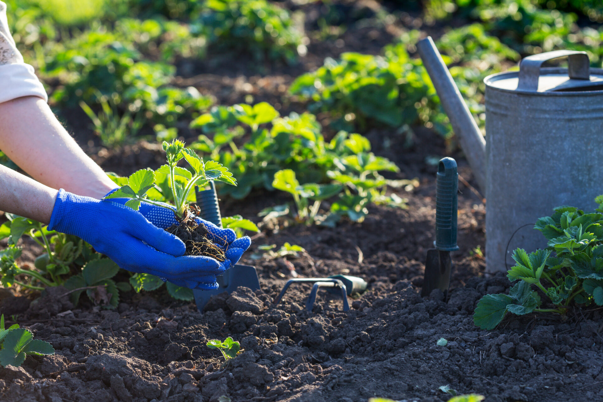 planting strawberries in the garden 2021 12 13 14 56 18 utc