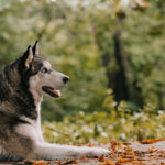 siberian husky dog in autumn park 2021 08 29 22 51 37 utc