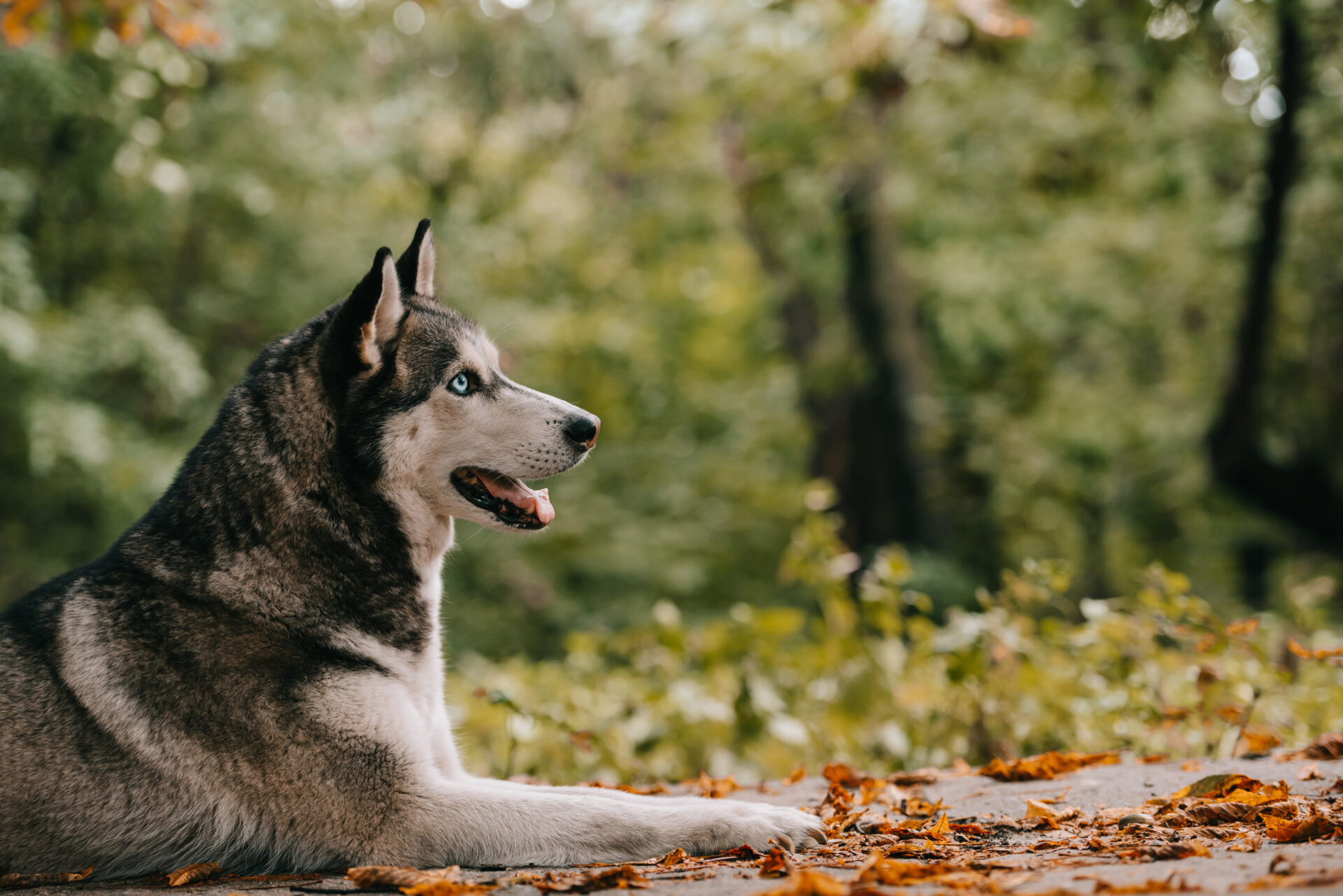 siberian husky dog in autumn park 2021 08 29 22 51 37 utc