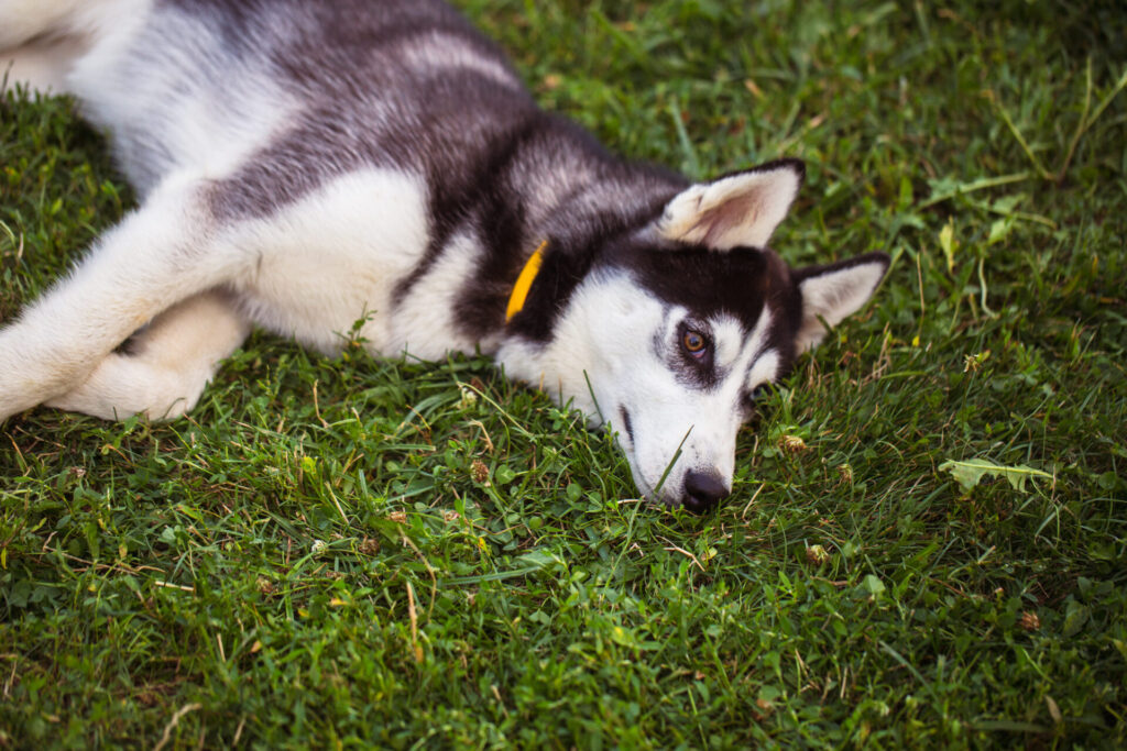 siberian husky the siberian husky rests on the gr 2021 08 26 16 35 08 utc