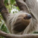 sloth on tree 2022 09 16 03 41 12 utc