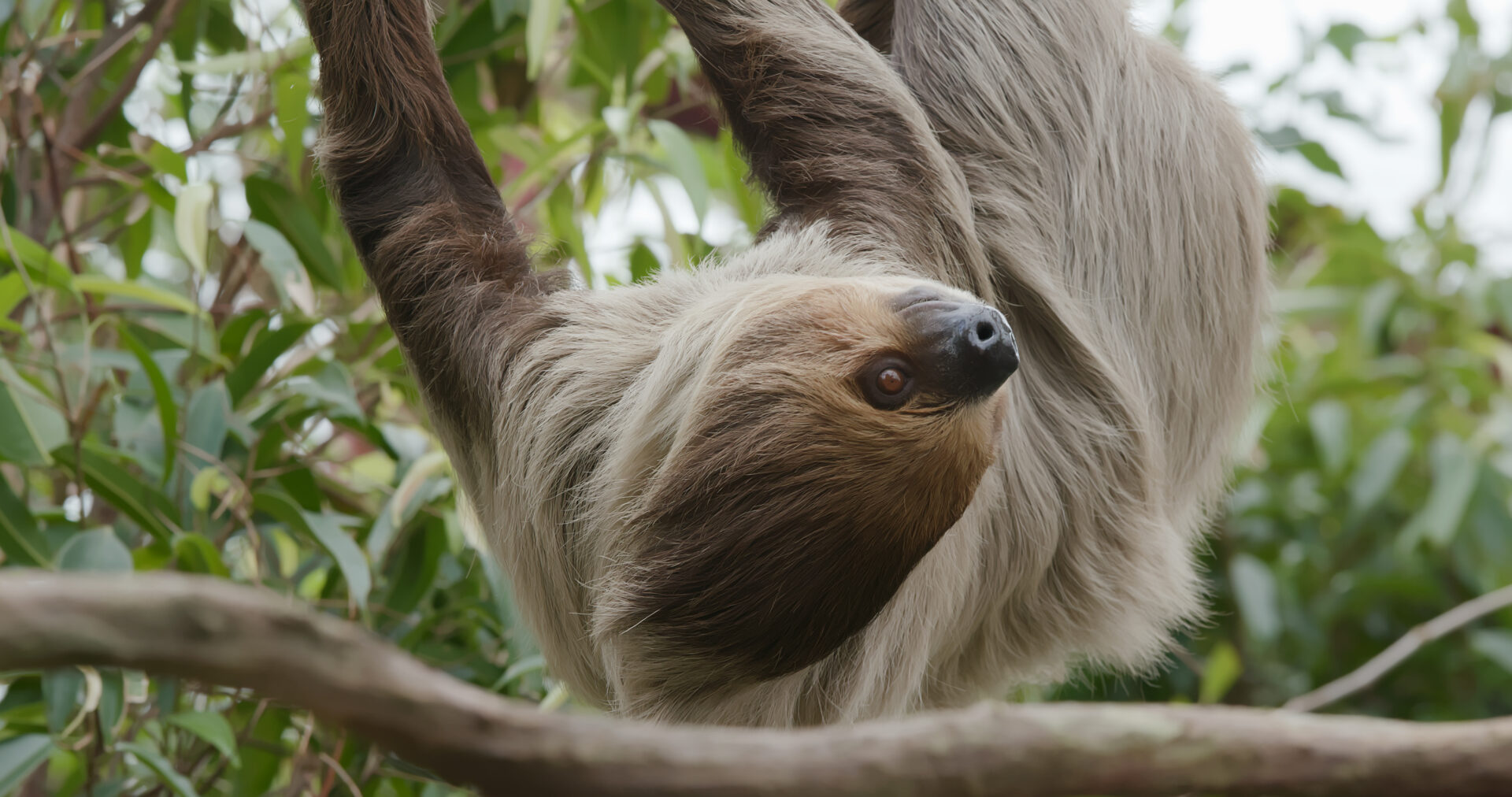 sloth on tree 2022 09 16 03 41 12 utc