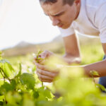 south africa wine grower scrutinizing grapevines 2022 03 08 01 35 17 utc