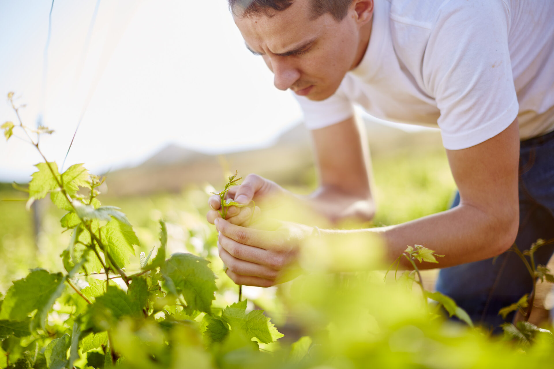 south africa wine grower scrutinizing grapevines 2022 03 08 01 35 17 utc