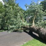 tree that had fallen in driveway of home 2021 10 23 12 37 32 utc