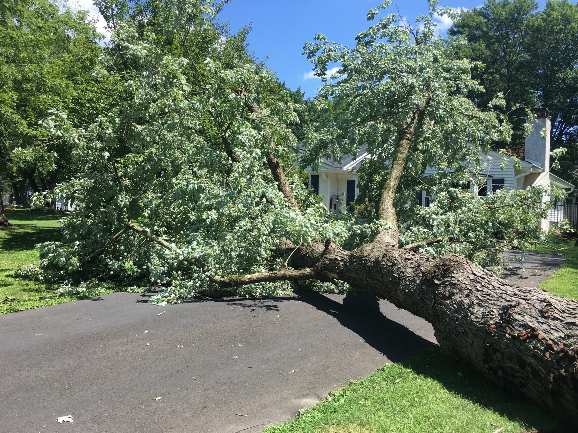 tree that had fallen in driveway of home 2021 10 23 12 37 32 utc