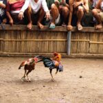 two black brown colored roosters having a cockfigh 2021 08 30 13 36 57 utc