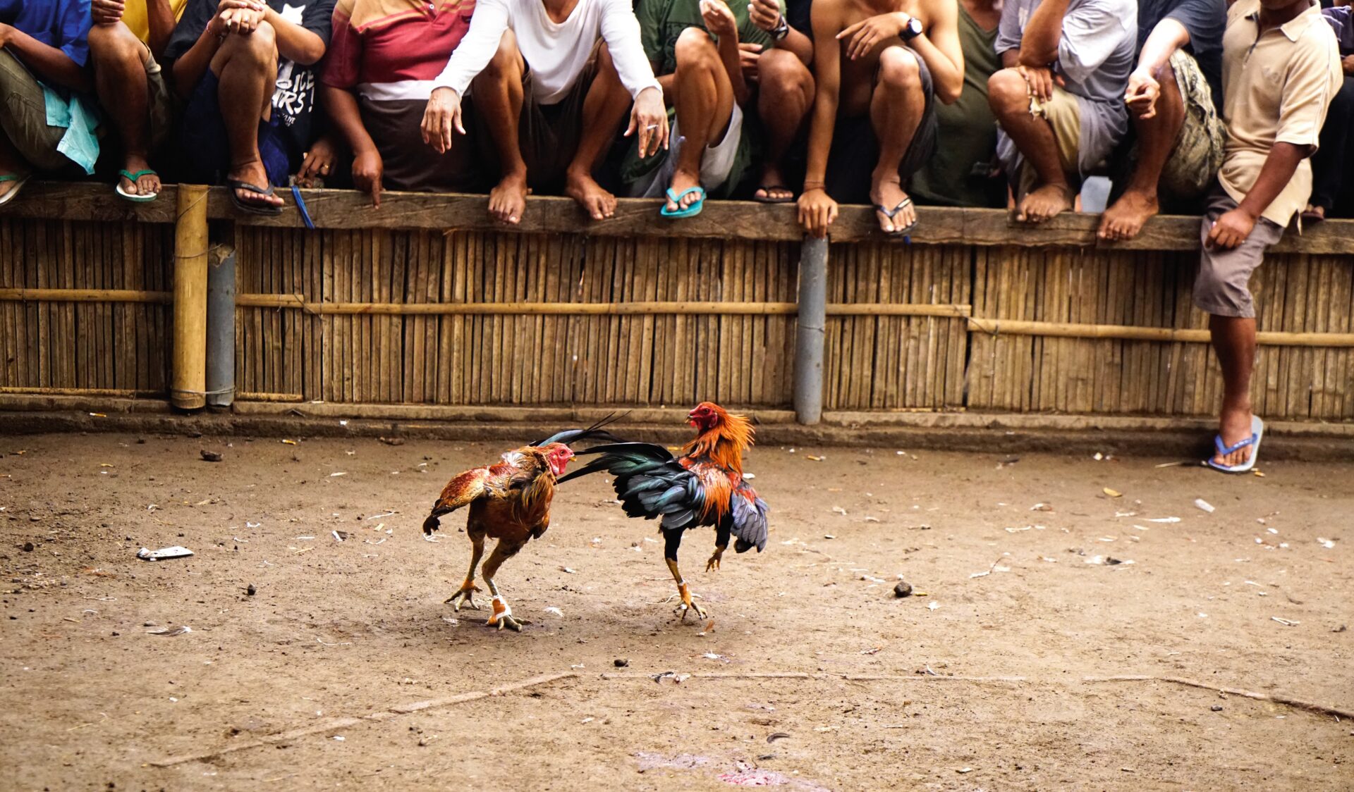 two black brown colored roosters having a cockfigh 2021 08 30 13 36 57 utc