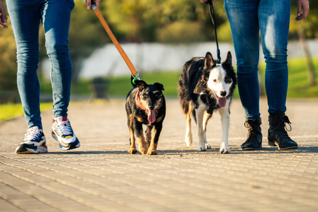 two tired dogs on a leash walking with people 2022 05 07 22 10 26 utc