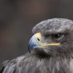 young black chested buzzard eagle 2022 02 06 08 33 45 utc
