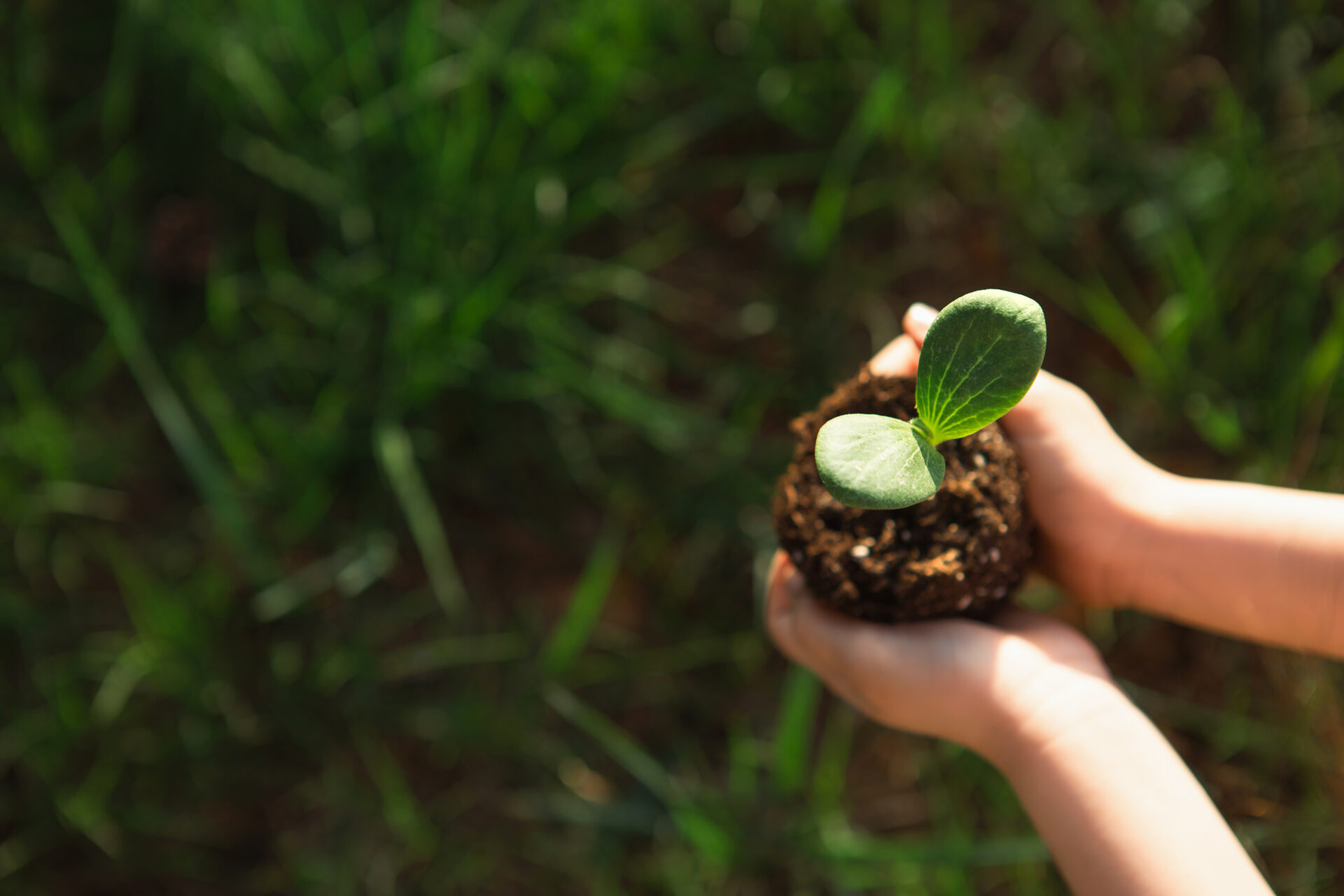 young green sprout in the hands of a child in the 2022 03 02 10 44 05 utc
