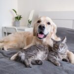 a cat and a dog lie together on the bed 2022 11 10 18 00 47 utc