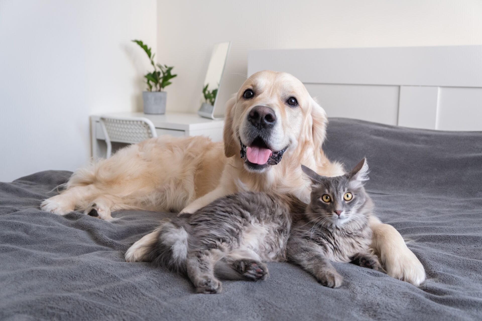 a cat and a dog lie together on the bed 2022 11 10 18 00 47 utc