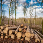 forest deforestation tree concept logging pile o 2021 08 28 01 55 33 utc