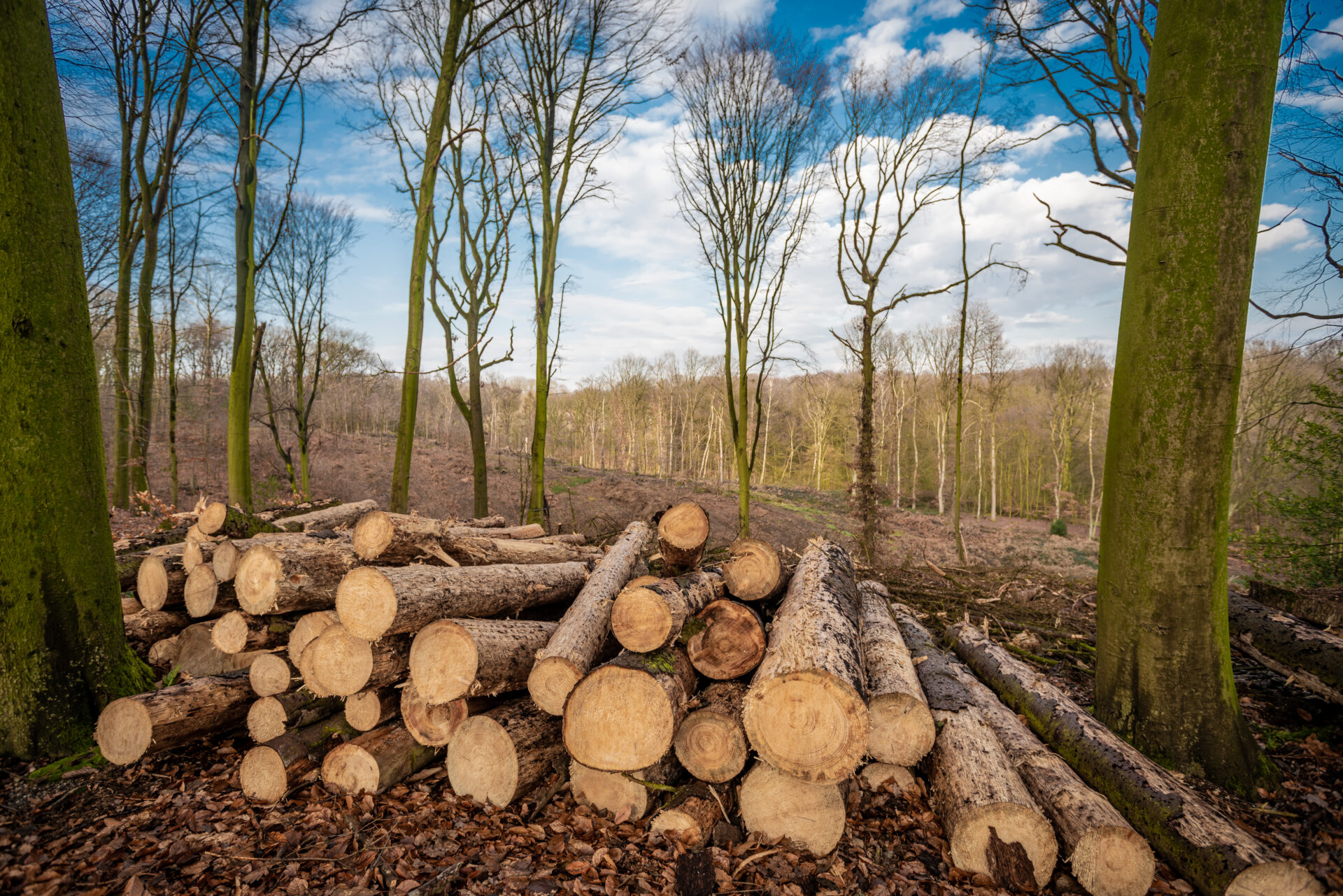 forest deforestation tree concept logging pile o 2021 08 28 01 55 33 utc