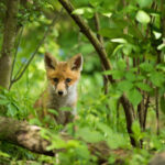 red fox looking to the camera in fresh forest in s 2022 10 20 16 10 05 utc