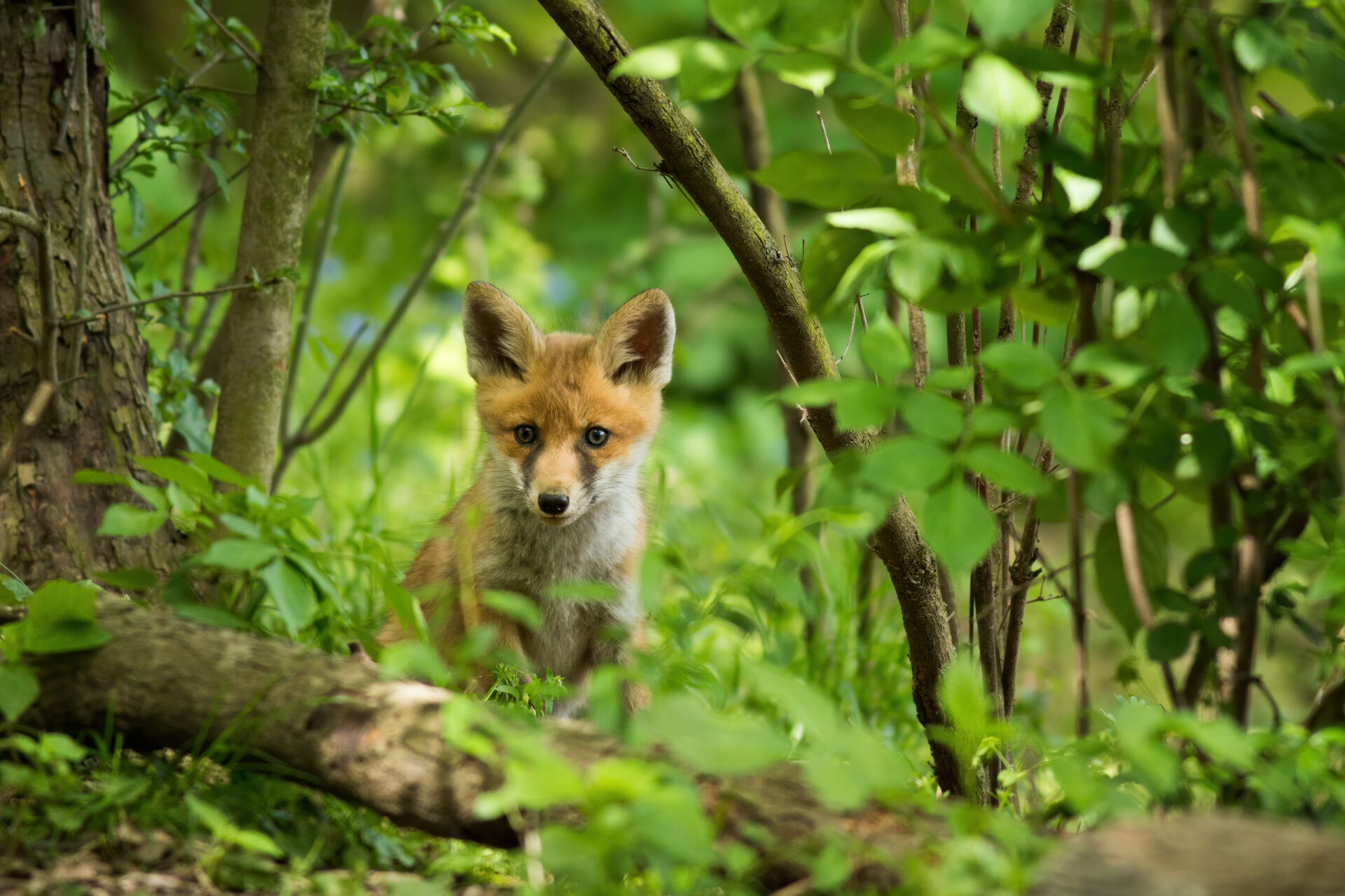 red fox looking to the camera in fresh forest in s 2022 10 20 16 10 05 utc