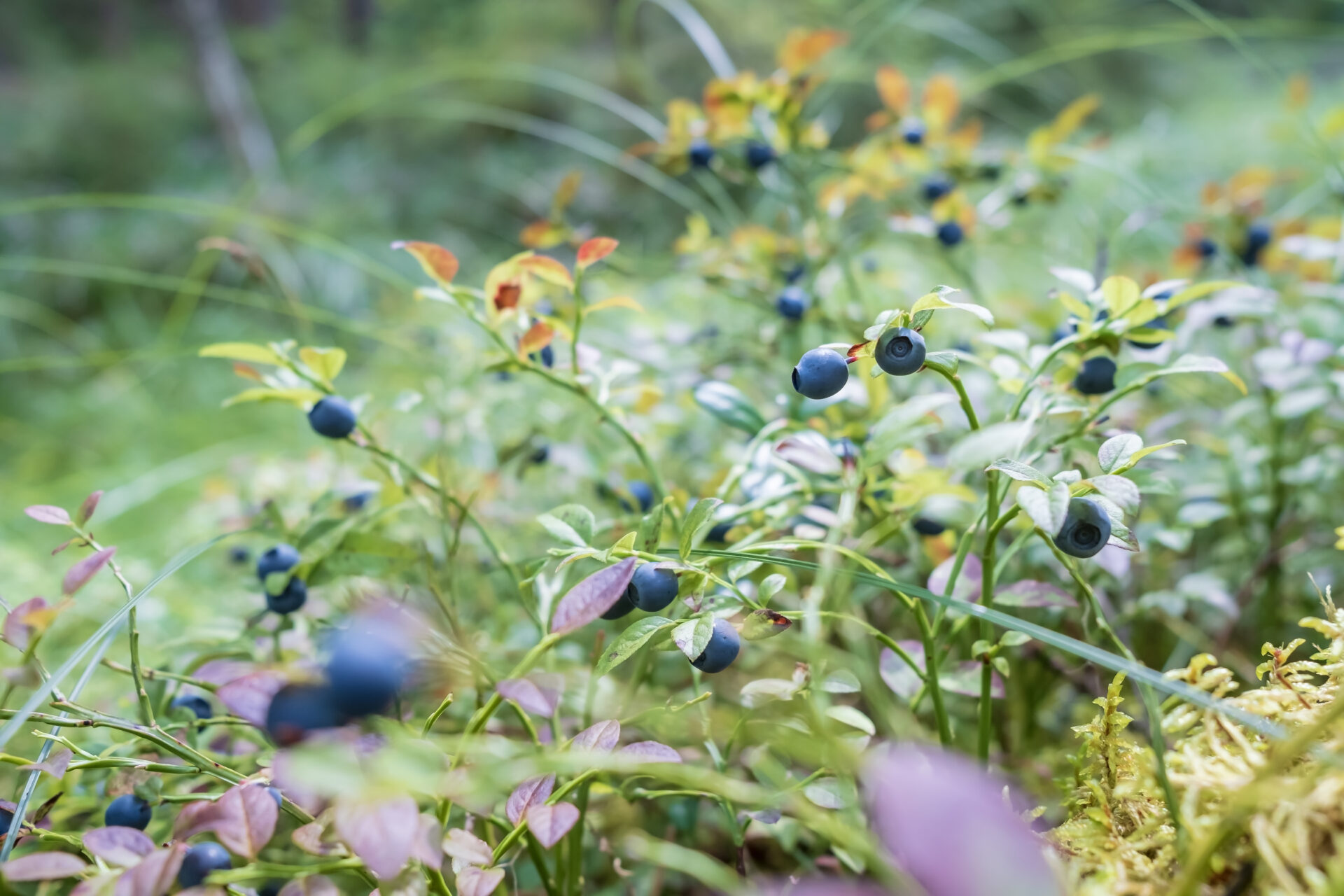 ripe tasty blueberries on the bushes in the fores 2022 01 30 07 06 57 utc