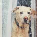 sad dog waiting alone at home 2022 02 01 23 40 17 utc