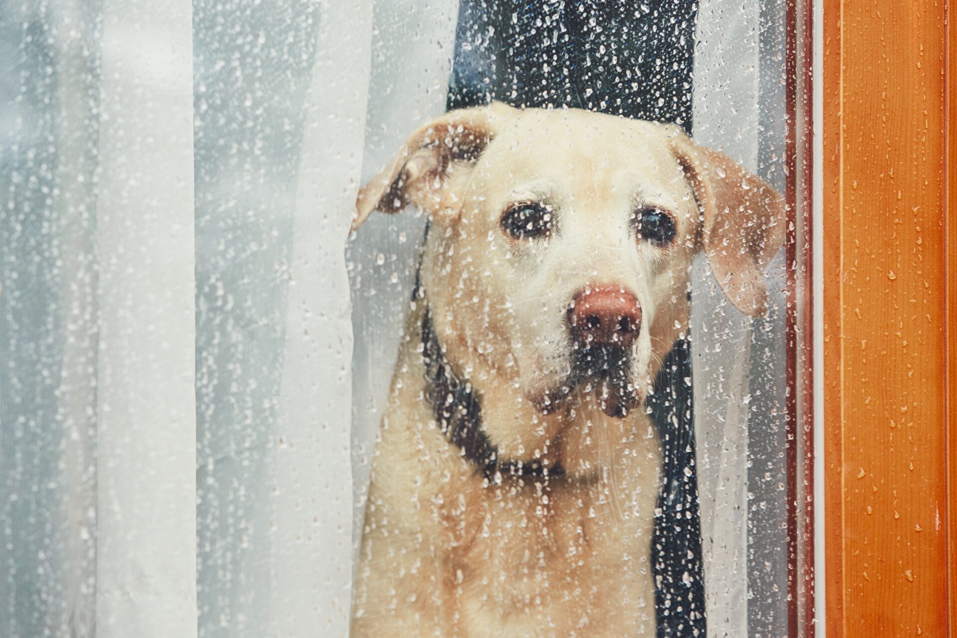 sad dog waiting alone at home 2022 02 01 23 40 17 utc