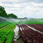sprinkler of irrigation system at field 2022 10 27 23 11 27 utc
