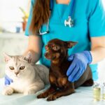 veterinarian with cat and dog close up unique job 2022 03 06 18 20 20 utc