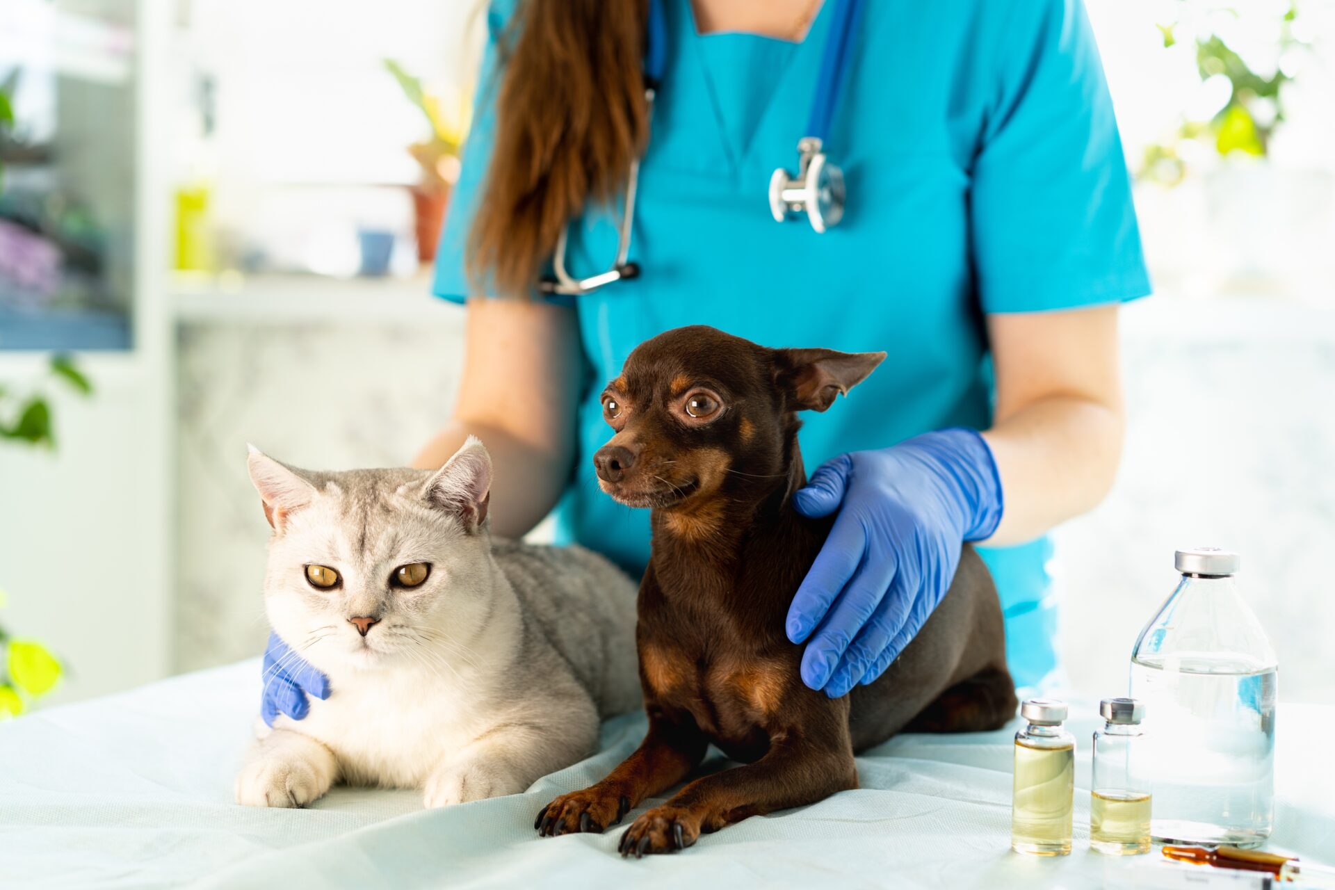 veterinarian with cat and dog close up unique job 2022 03 06 18 20 20 utc