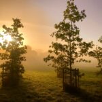 young trees planted in the lawn with sunrise in th 2022 10 31 10 14 47 utc
