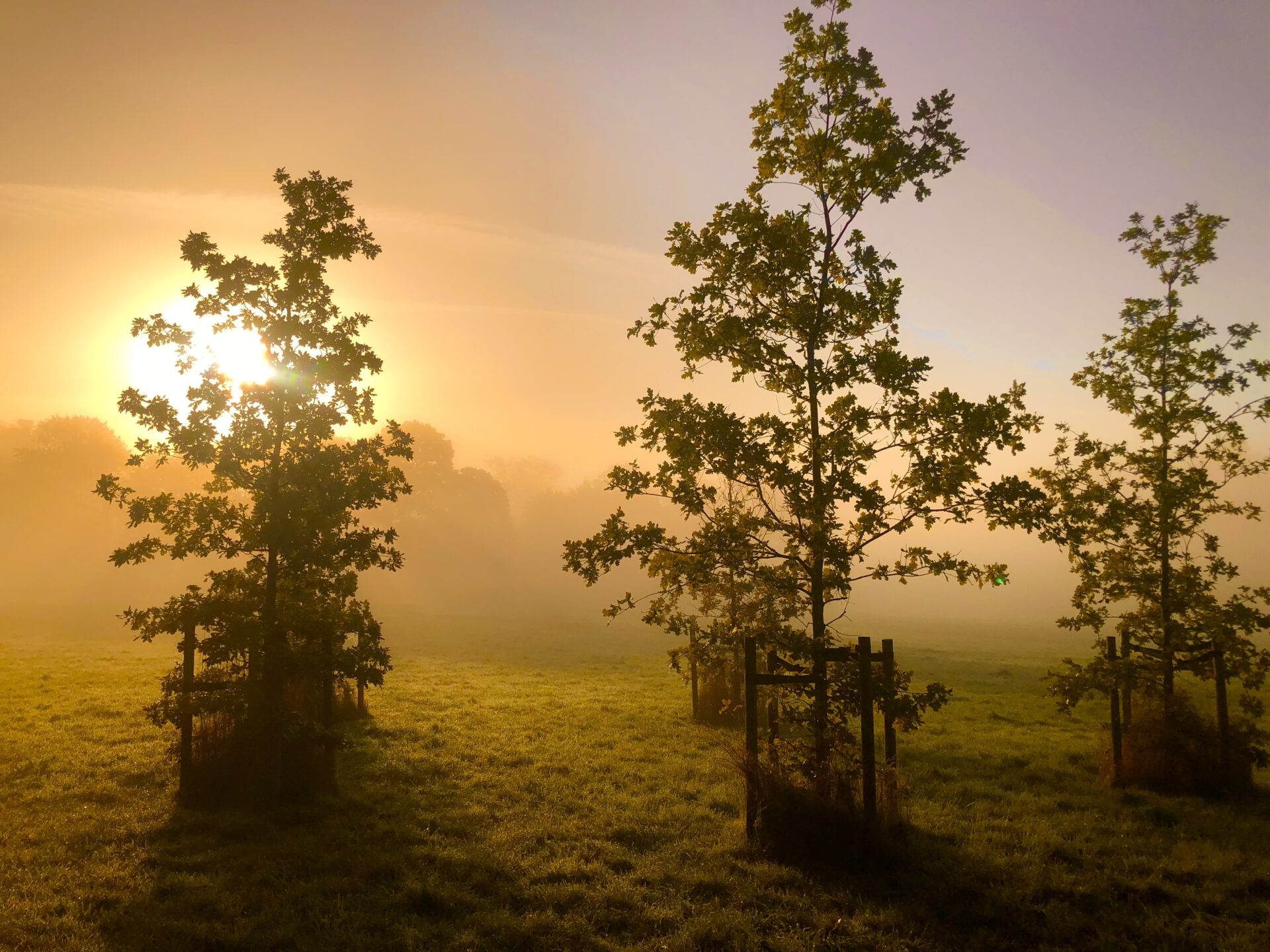 young trees planted in the lawn with sunrise in th 2022 10 31 10 14 47 utc