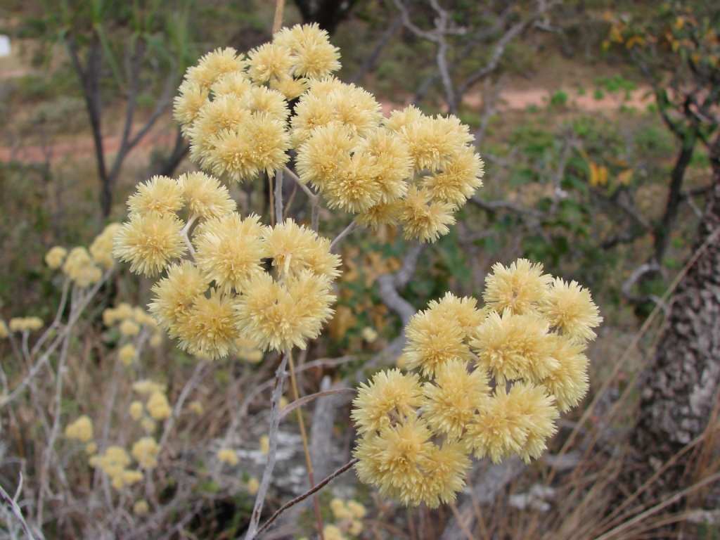 Achyrocline satureioides