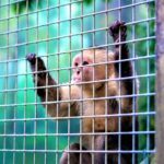 Unidos todos por el cuidado de los animales en esta Navidad y fin de ano1