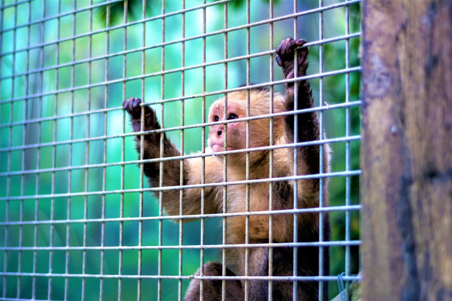 Unidos todos por el cuidado de los animales en esta Navidad y fin de ano1