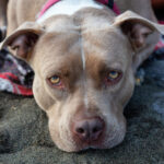 adorable closeup picture of a cute dog pit bull 2022 03 07 21 34 00 utc