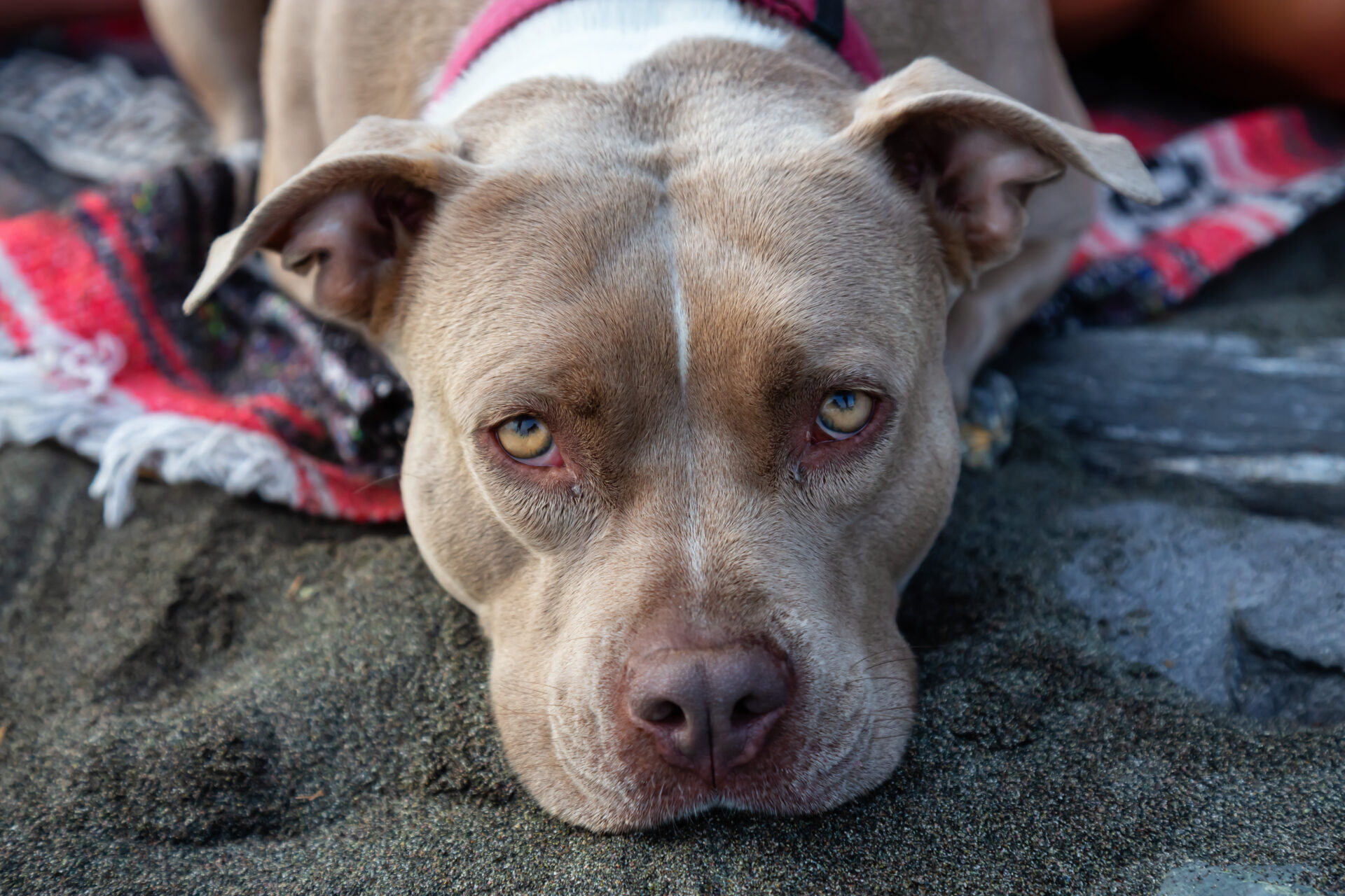 adorable closeup picture of a cute dog pit bull 2022 03 07 21 34 00 utc