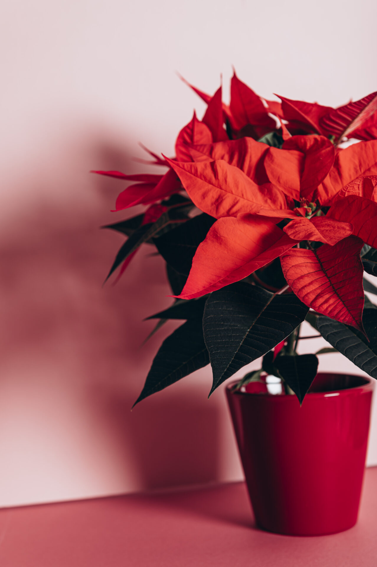 christmas poinsettia in ceramic pot 2021 08 30 00 45 10 utc