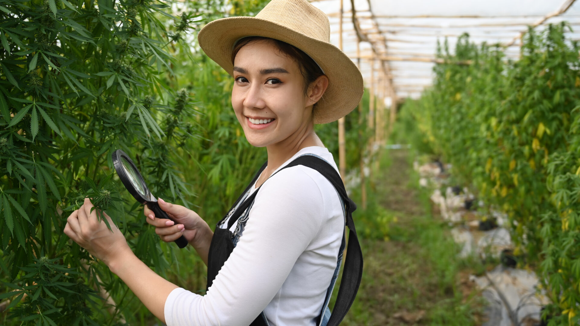 concept of cannabis plantation for medical 2022 07 01 12 55 10 utc