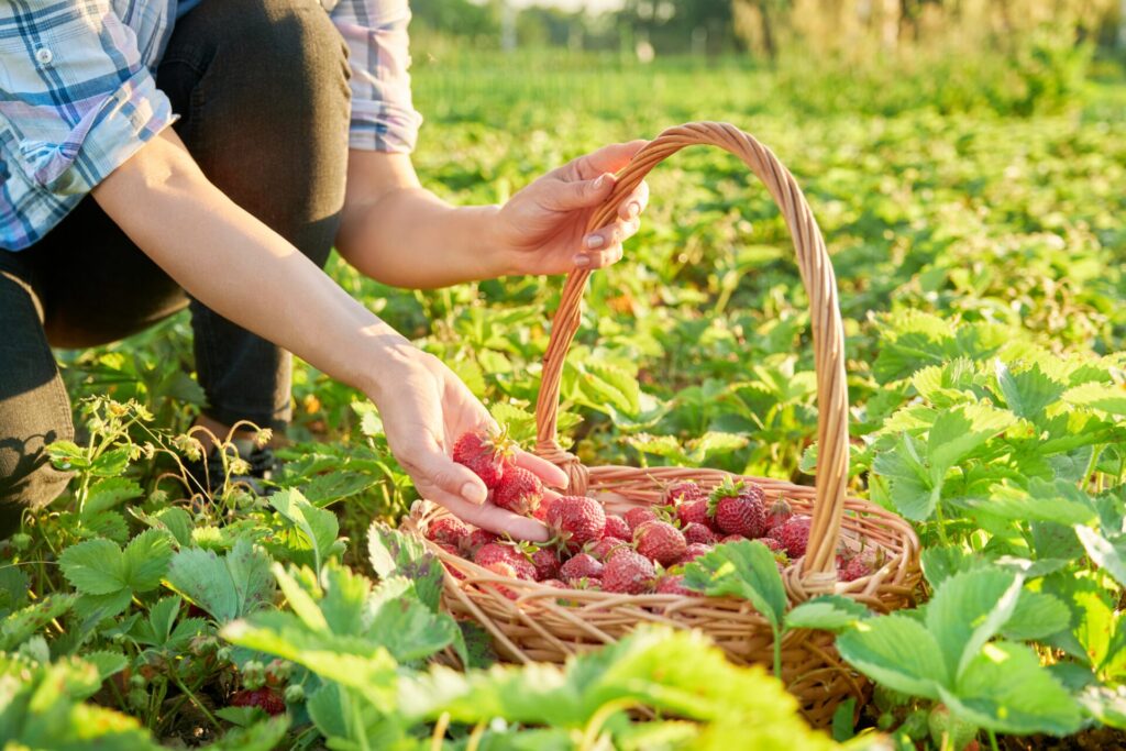 farm field with strawberries close up of a basket 2022 02 10 20 49 01 utc