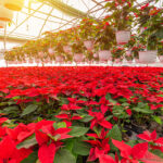 red poinsettia flowering plants 2021 08 29 21 02 10 utc