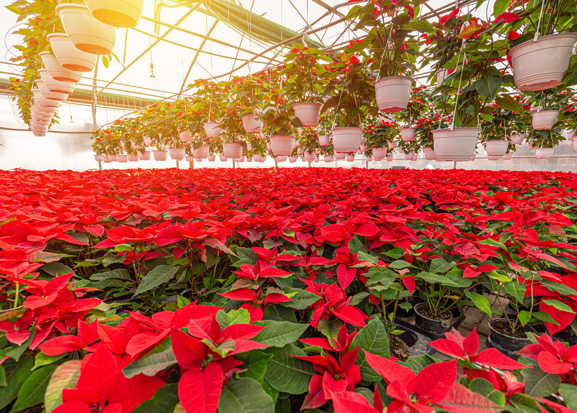 red poinsettia flowering plants 2021 08 29 21 02 10 utc