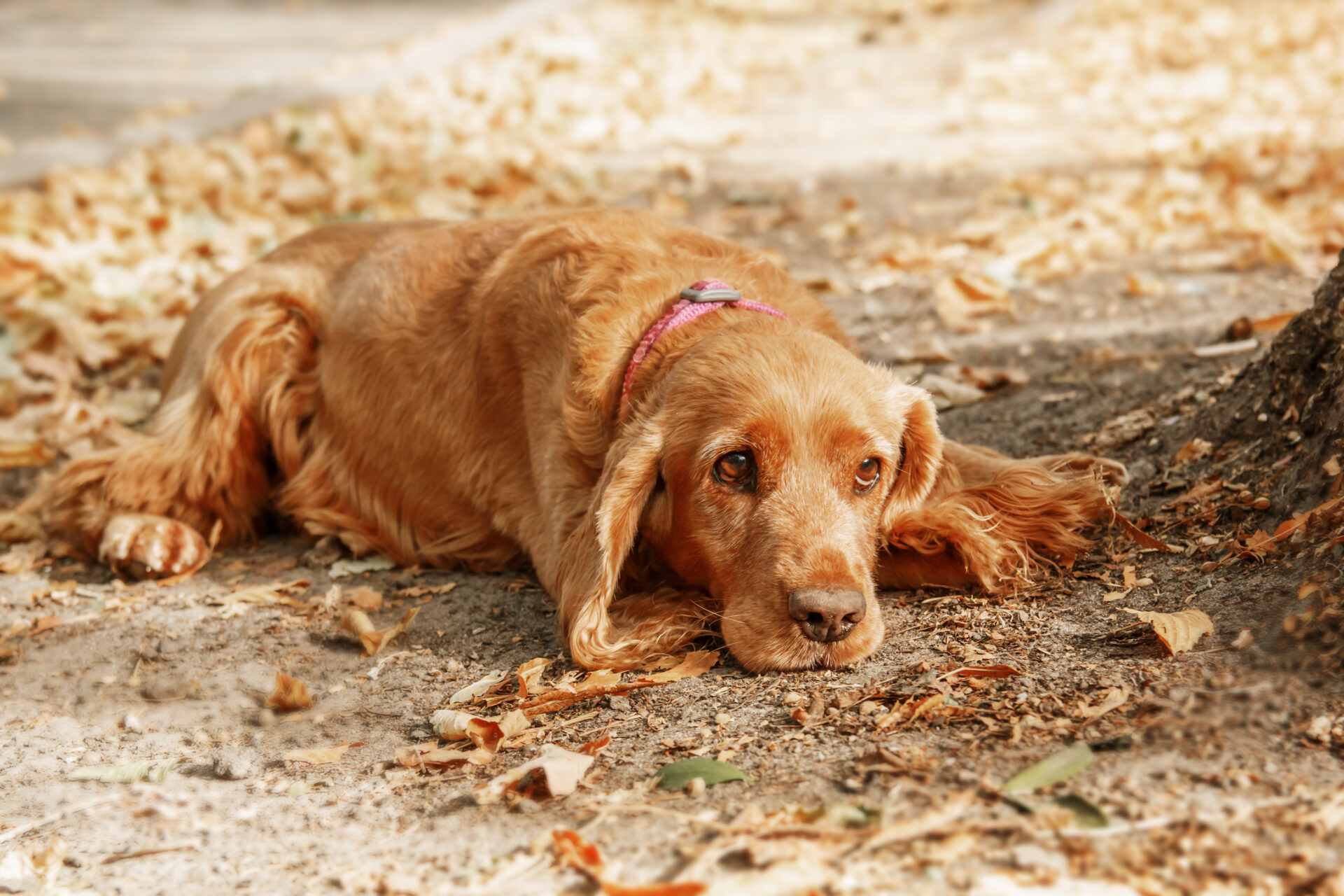sad english cocker spaniel dog portrait fall seas 2022 09 11 17 24 38 utc