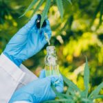 sativa cannabis or hemp oil extract from marijuana 2022 11 16 17 22 20 utc