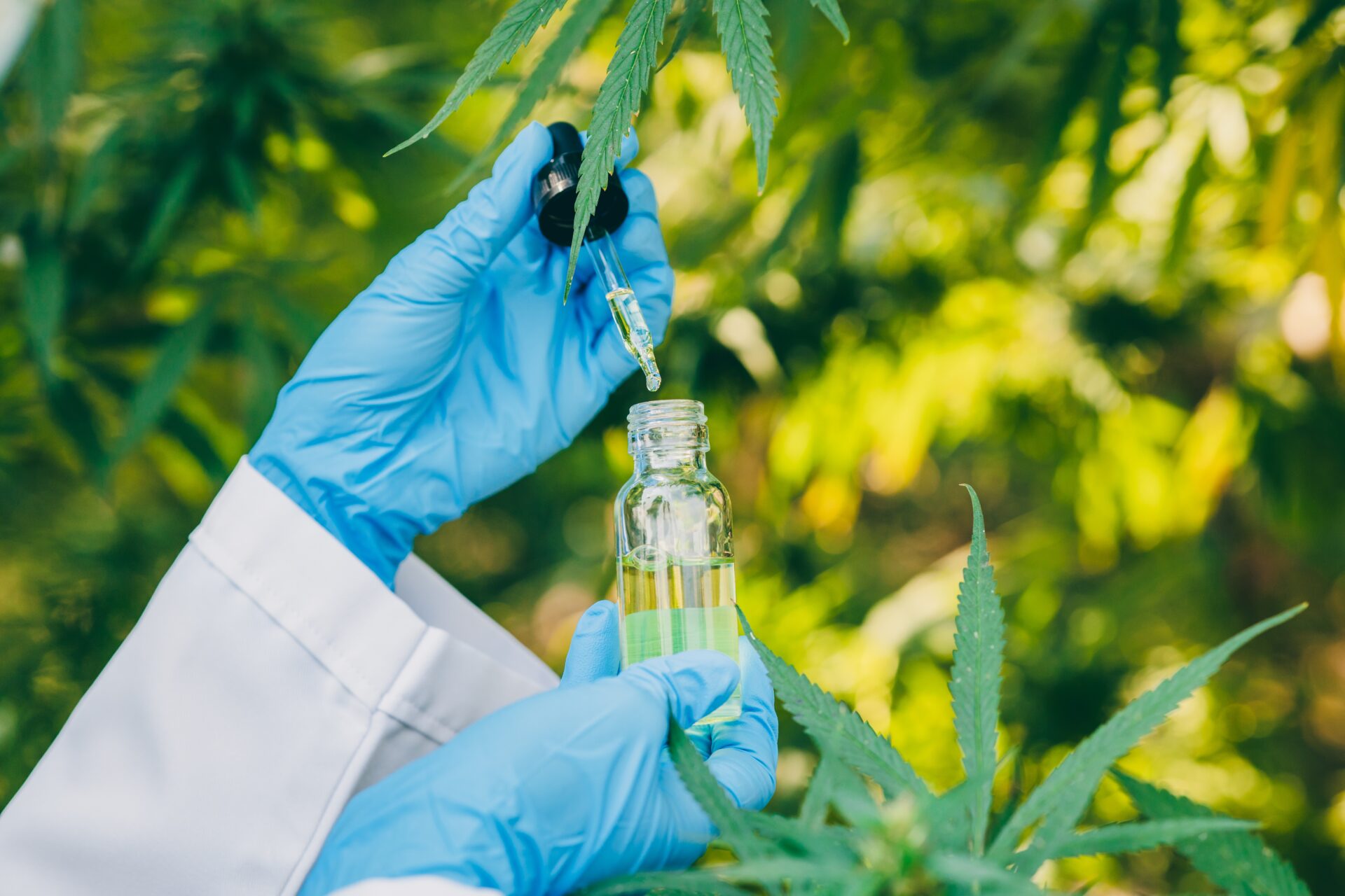 sativa cannabis or hemp oil extract from marijuana 2022 11 16 17 22 20 utc