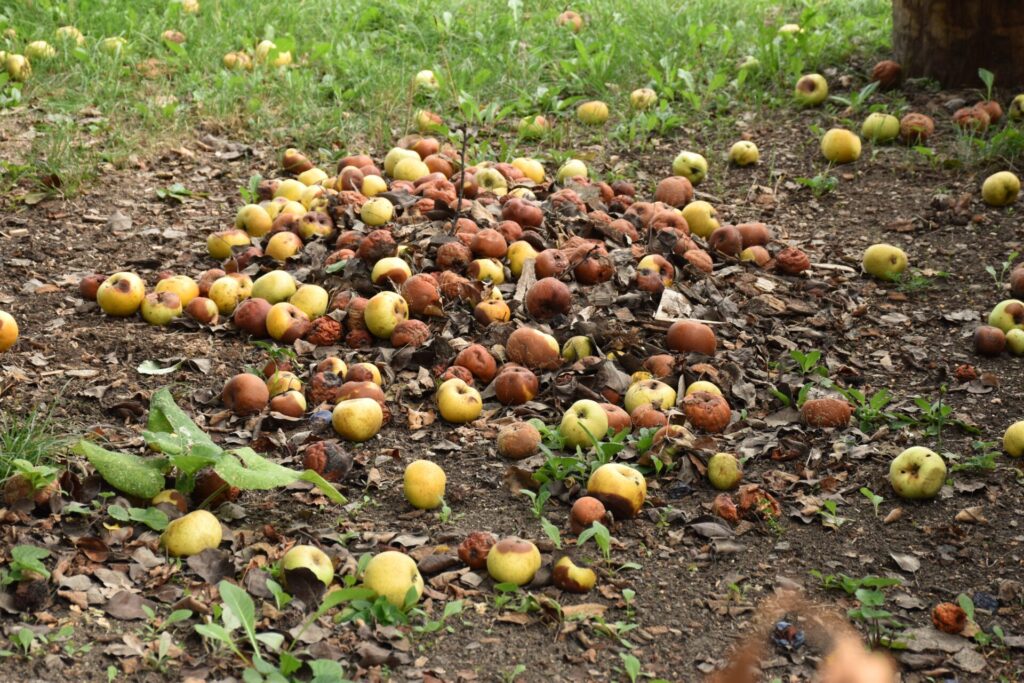 rotten apples on the ground 2022 11 16 23 56 57 utc